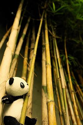 Panda, panda & panda!  //