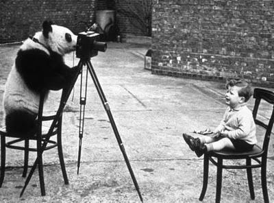 Panda, panda & panda!  //