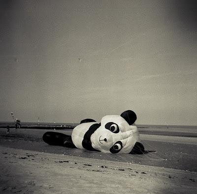 Panda, panda & panda!  //