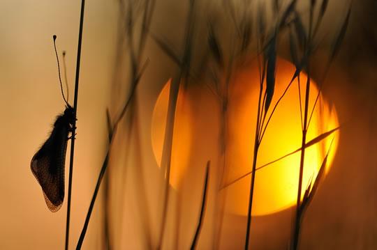 Les lauréats des Zooms 2011