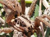 araignée loup pourtour méditerranéen...