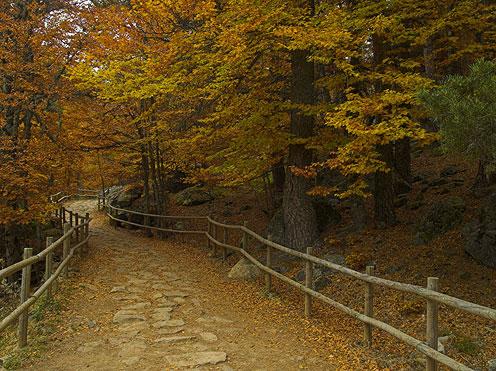 forme de chemin dans l'automne