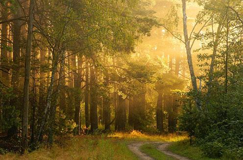 belle chemin au milieu de la forêt