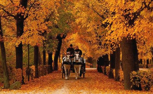 belle route en automne