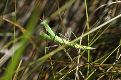 Quelques bestioles : sélection estivale