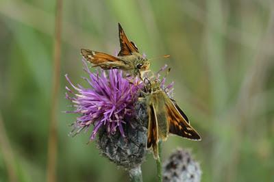 Quelques bestioles : sélection estivale