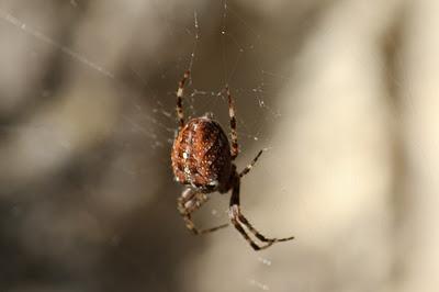 Quelques bestioles : sélection estivale