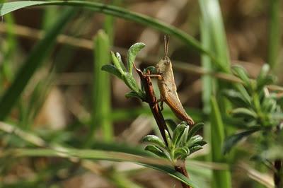 Quelques bestioles : sélection estivale