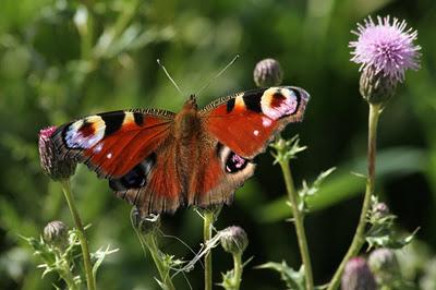 Quelques bestioles : sélection estivale