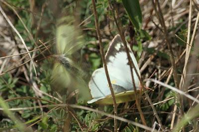 Quelques bestioles : sélection estivale