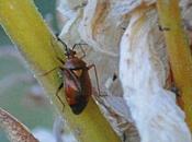 auxiliaire, prédateur ravageurs Bouleau