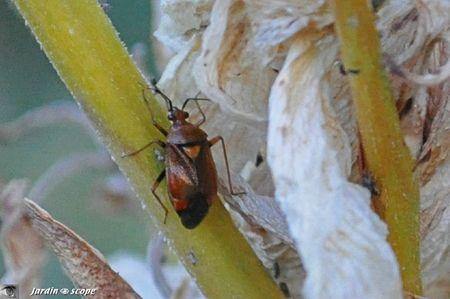 Deraeocoris ruber