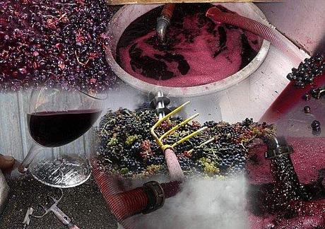 La dernière Cuve. Vinification 2011