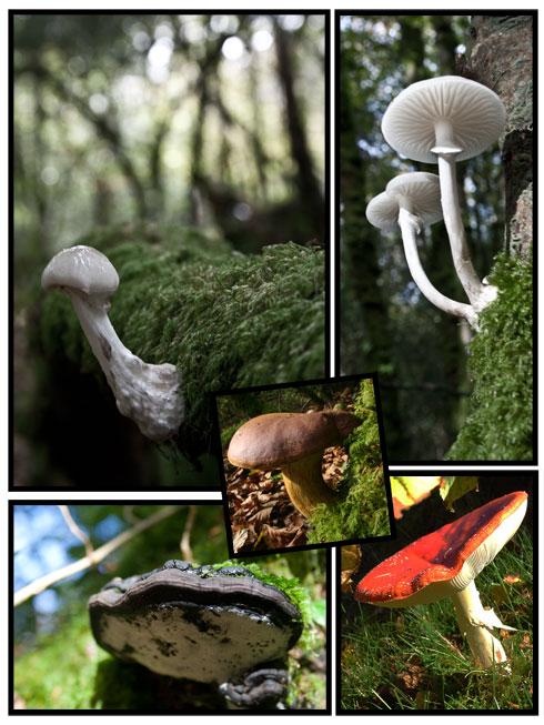 Poster de champignons de la forêt du Nevet