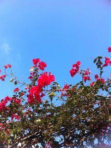 bougainvilliers2