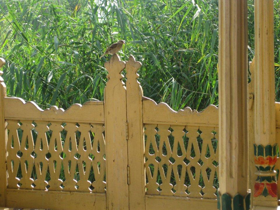 Magie du Kashmir , par Anjanita MAHADOO (Île Maurice).