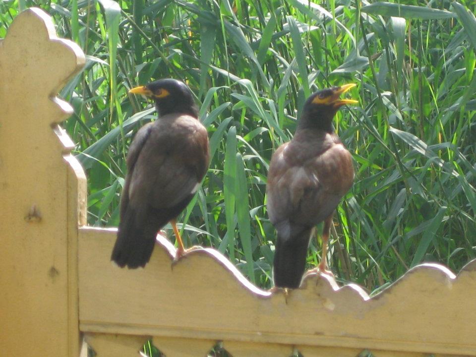Magie du Kashmir , par Anjanita MAHADOO (Île Maurice).
