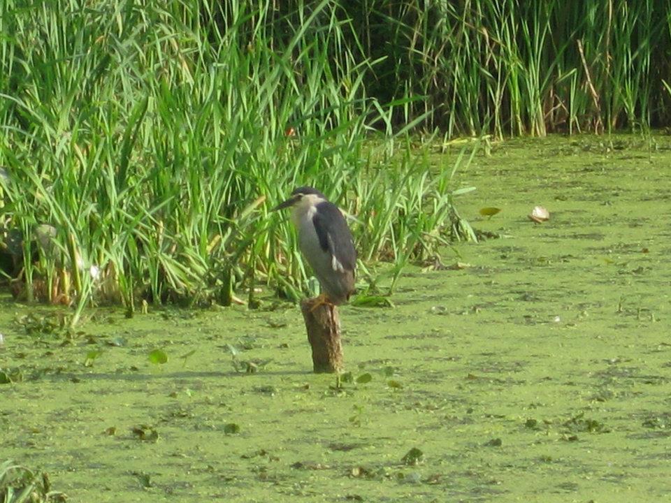 Magie du Kashmir , par Anjanita MAHADOO (Île Maurice).