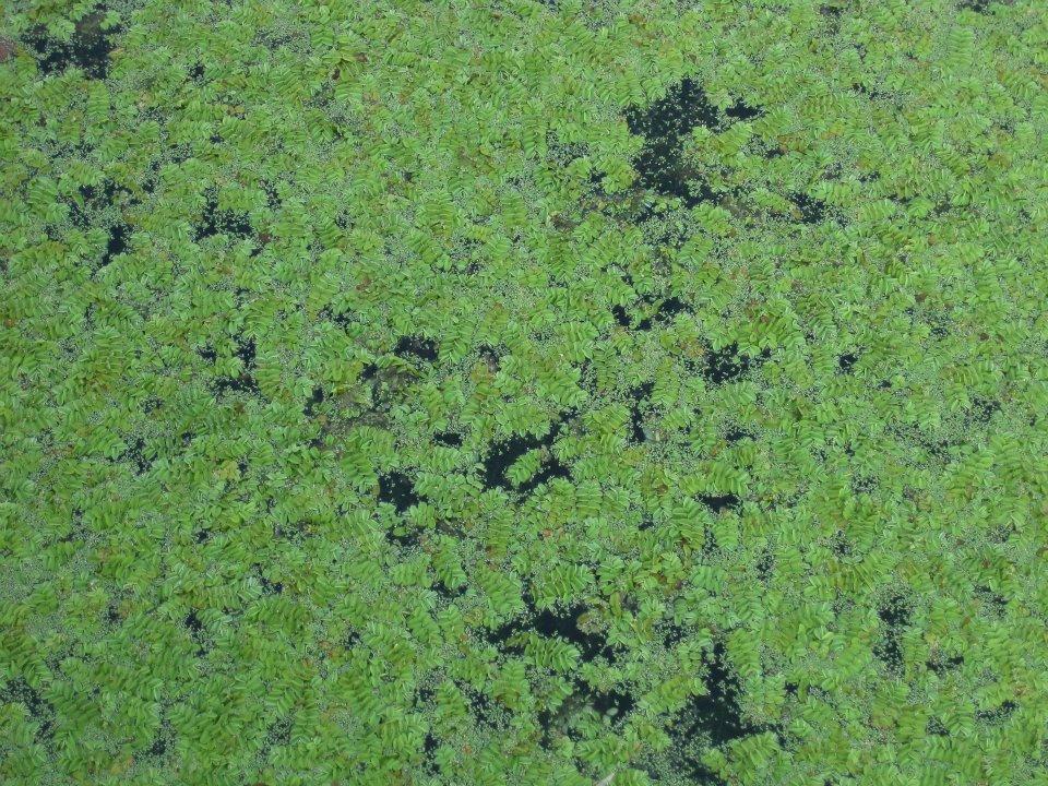 Magie du Kashmir , par Anjanita MAHADOO (Île Maurice).