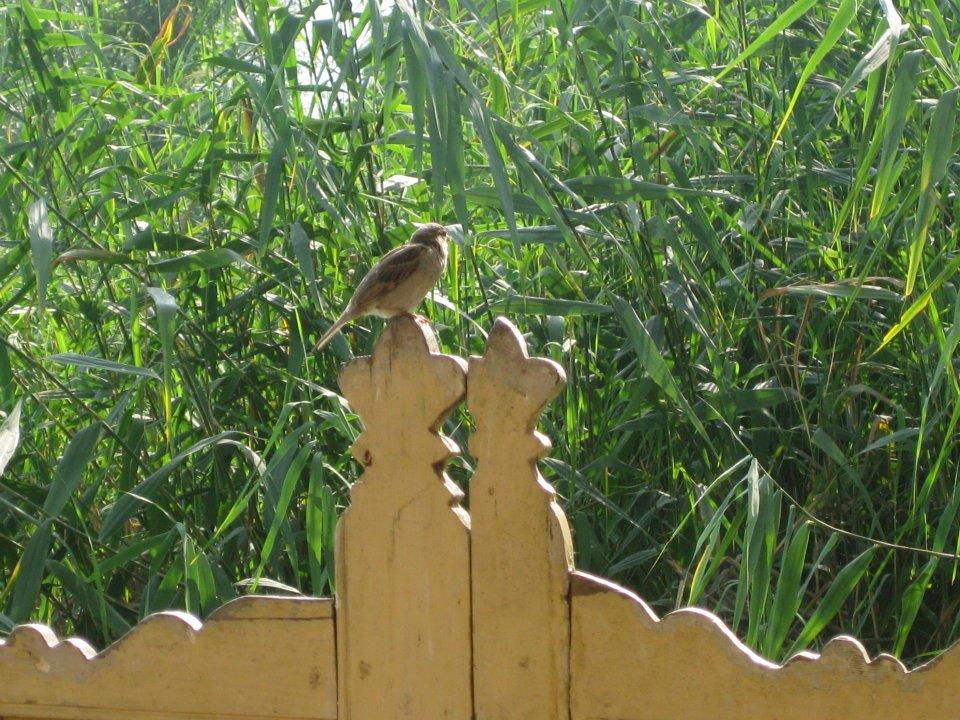 Magie du Kashmir , par Anjanita MAHADOO (Île Maurice).