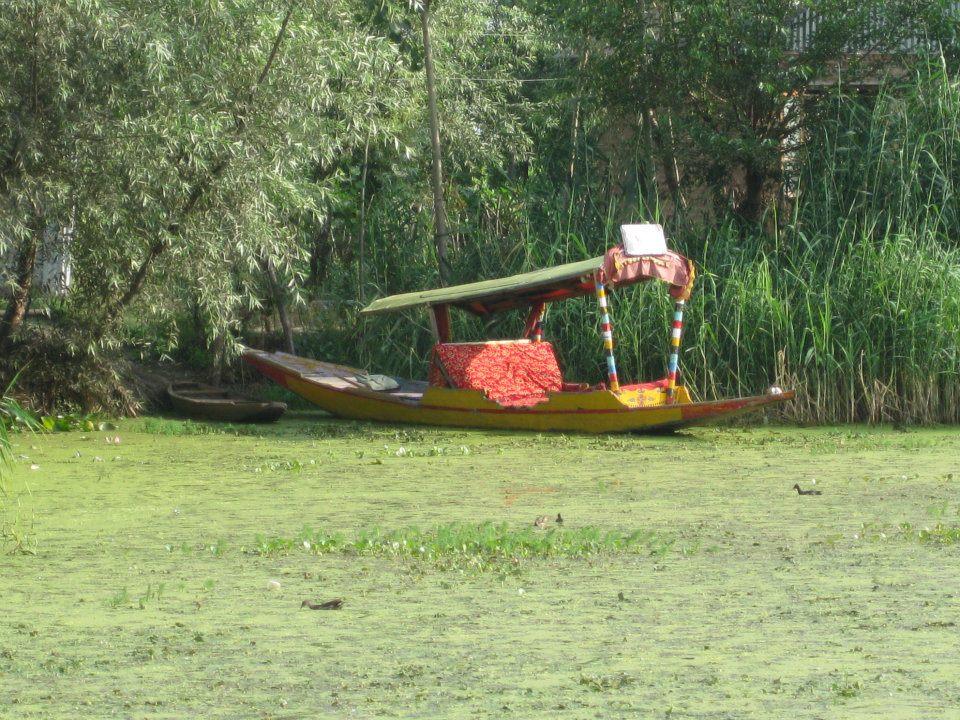 Magie du Kashmir , par Anjanita MAHADOO (Île Maurice).