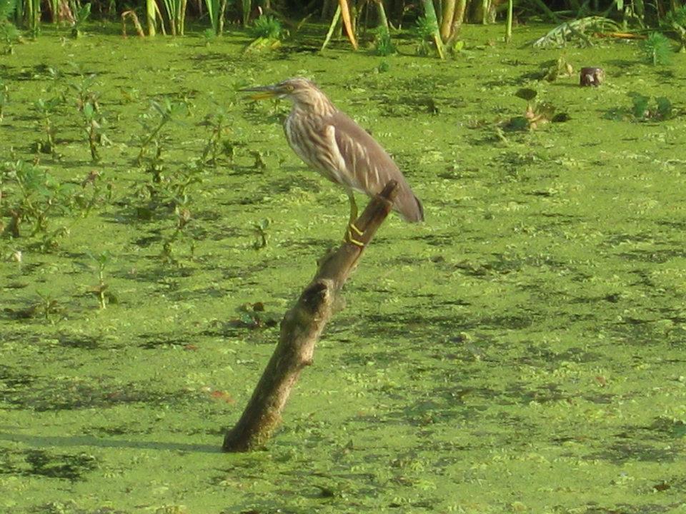 Magie du Kashmir , par Anjanita MAHADOO (Île Maurice).