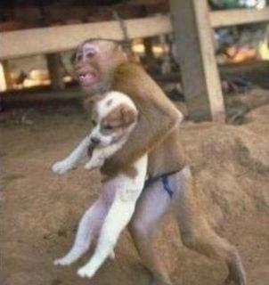 singe-portant-un-chien.jpg