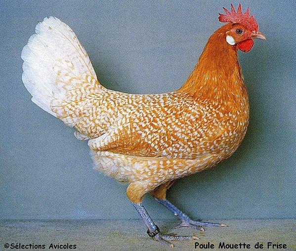 Poule-Mouette-de-Frise.jpg