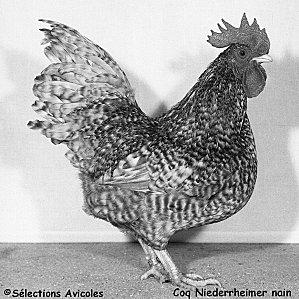 Coq-Niederrheimer-nain.jpg