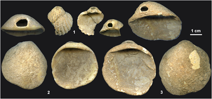 Perles en coquillages de la grotte Néandertalienne Los Aviones, Zilhao et al., 2010