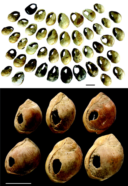 Perles en coquillages de la grotte de Blombos, barre d'échelle: 5mm; Henshilwood C, et al., 2004