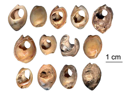 Perles en coquillages de la grotte des pigeons, Bouzouggar A et al., 2007