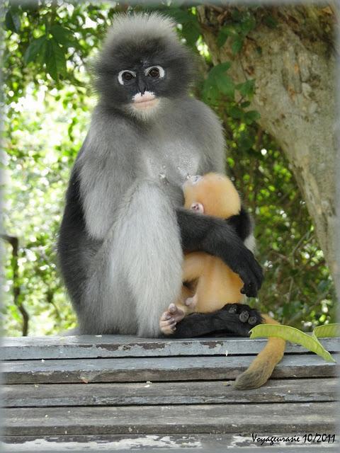 Thaïlande: Les GIBBONS de Prachuap Khiri Khan, vidéo [HD]