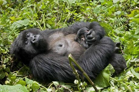 Gorille allongé dans lajungle (photo 1)