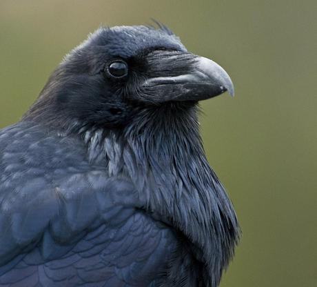 portrait d'un corbeau (photo 1)