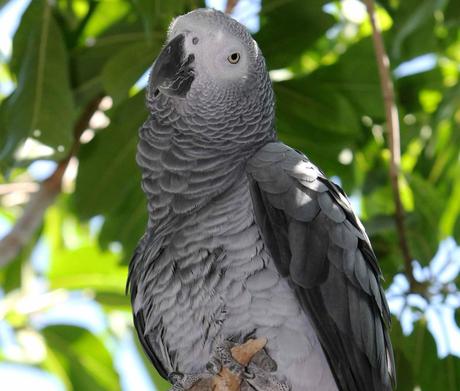 portrait d'un perroquet (photo 2)