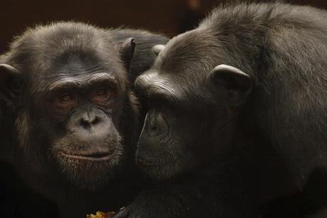 Sentience des animaux : Sensibilité et conscience des animaux sauvages Sentience des animaux : Sensibilité et conscience des animaux sauvages