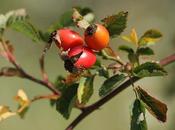 Quelques fruits sélection estivale automnale