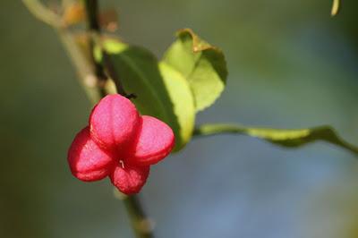 Quelques fruits : sélection estivale et automnale