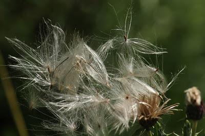 Quelques fruits : sélection estivale et automnale