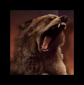 Demain, le premier spot tv de Breaking Dawn sera mis en ligne