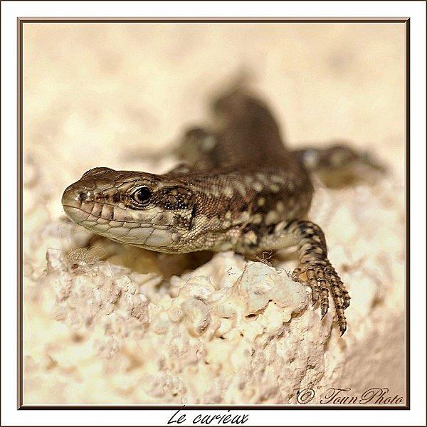 Lezard.jpg
