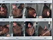 quoi ressemble élevage poules pondeuses