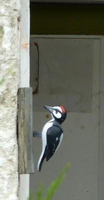 Me voilà revenue de la Fête des Plantes d'Orcher...Je vou...