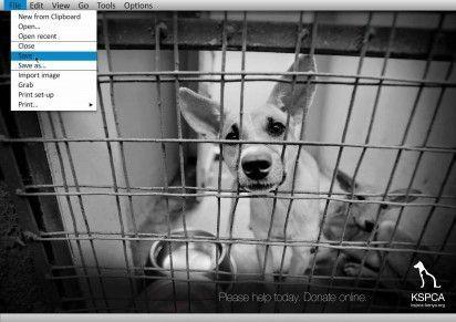 KSPCA_Donate_Online__Save_ibelieveinadv-412x291