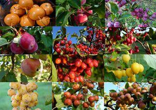 Différentes variétés de Pommes