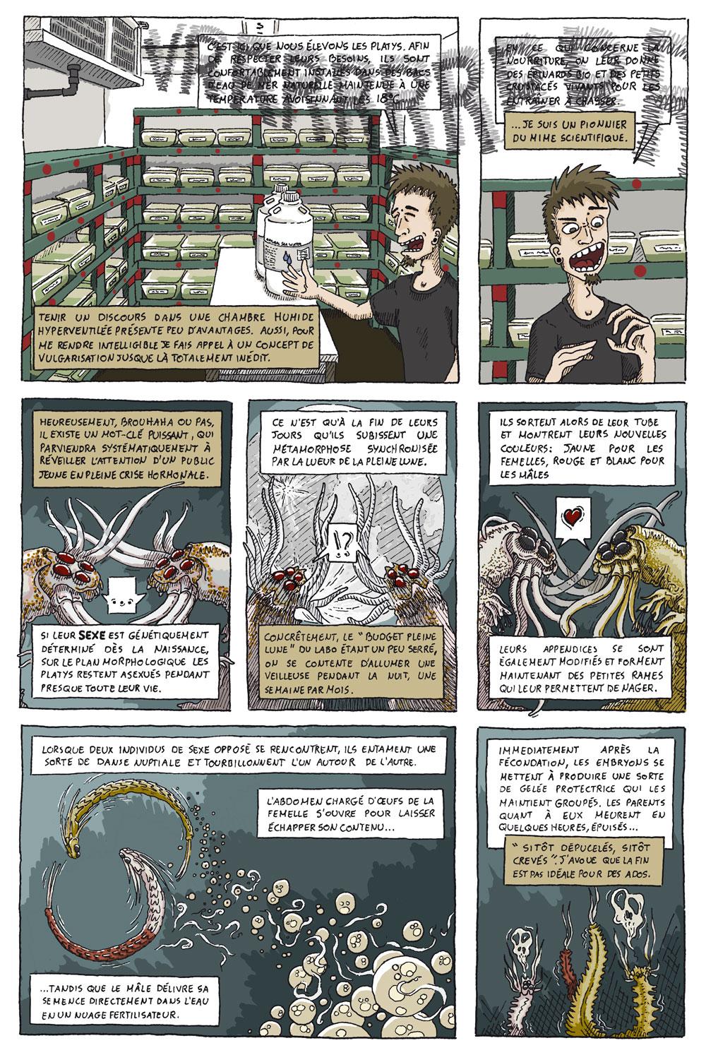 Platynereis dumerilii, vous prendrez bien un petit ver.