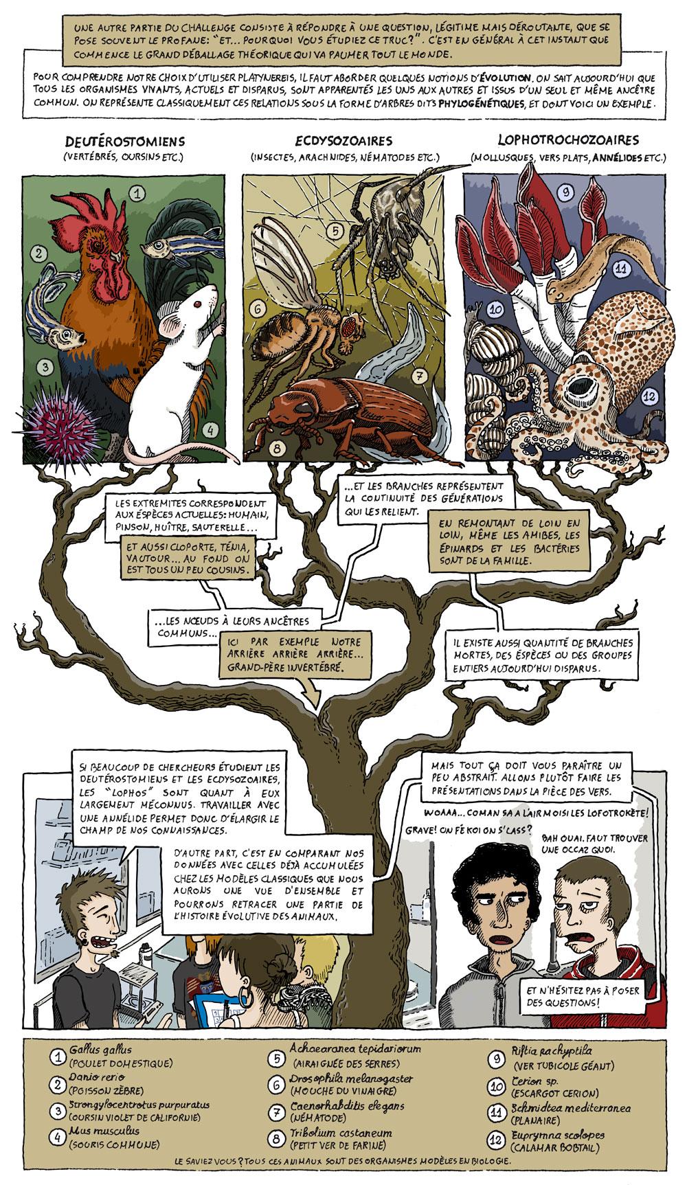 Platynereis dumerilii, vous prendrez bien un petit ver.