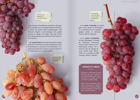 L’Histoire du raisin avec Plume de Carotte