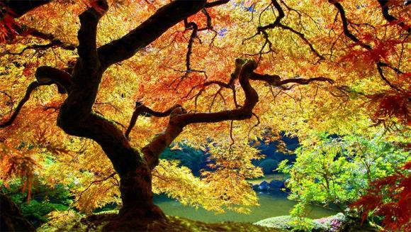ond d'écran d'automne coloré